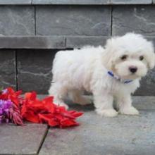 Puppies for sale maltese - Canada, British Columbia