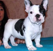 Puppies for sale french bulldog - Cyprus, Limassol