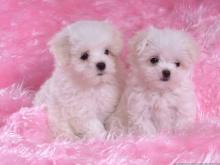 Puppies for sale maltese - Belgium, Brussels