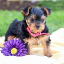 Puppies for sale yorkshire terrier - Luxembourg, Luxembourg