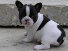 Puppies for sale french bulldog - Latvia, Aluksne