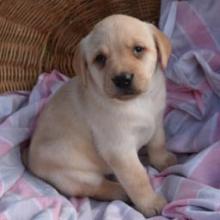 Puppies for sale labrador retriever - Slovenia, Soko-Banja