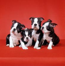 Puppies for sale boston terrier - Italy, Milan