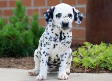 Puppies for sale dalmatian - Netherlands, Petten