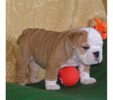 Puppies for sale english bulldog - Cyprus, Limassol