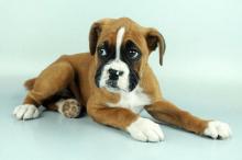 Puppies for sale boxer - Sweden, Helsingborg