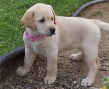 Puppies for sale labrador - Sweden, Stockholm