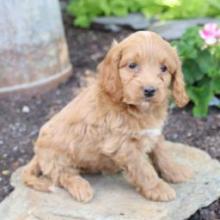 Puppies for sale , cockapoo - Romania, Bucharest