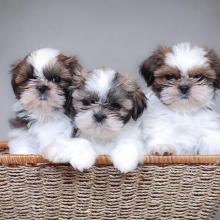 Puppies for sale shih tzu - Cyprus, Larnaca