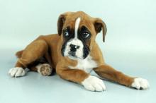 Puppies for sale boxer - Estonia, Tallinn