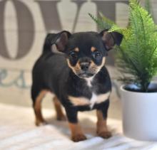 Puppies for sale chihuahua - United Kingdom, Blackpool