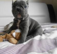 Puppies for sale french bulldog - Latvia, Madonna