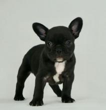 Puppies for sale french bulldog - Spain, Cordoba