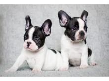 Puppies for sale french bulldog - Cyprus, Larnaca