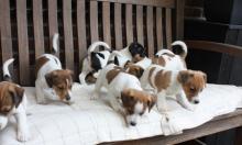 Puppies for sale jack russell terrier - Czech Republic, Ostrava