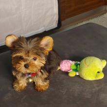 Puppies for sale yorkshire terrier - Russia, St. Petersburg