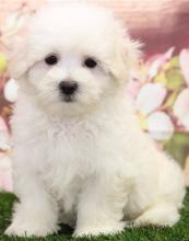 Puppies for sale maltese - Russia, Kirov