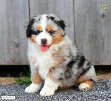 Puppies for sale australian shepherd - Georgia, Rustavi