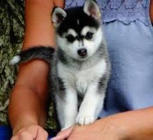 Puppies for sale , pomsky - Kazakhstan, Alma-Ata