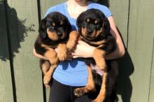 Puppies for sale rottweiler - Malta, Valletta