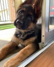 Puppies for sale german shepherd dog - Poland, Piast