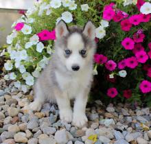 Puppies for sale , siberian husky - Poland, Jani