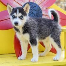 Puppies for sale , siberian husky - United Kingdom, Nottingham