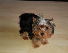 Puppies for sale yorkshire terrier - United Kingdom, Edinburgh