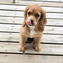 Puppies for sale , cocker-spaniel puppies - Russia, St. Petersburg