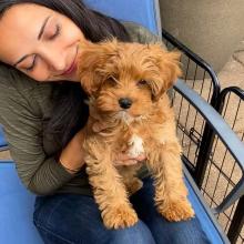 Puppies for sale , cavapoo puppies - Russia, Moscow