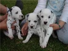 Puppies for sale dalmatian - Latvia, Aizkraukle