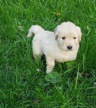 Puppies for sale golden retriever - Georgia, Kutaisi