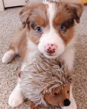 Puppies for sale australian shepherd - Czech Republic, Poprad