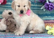 Puppies for sale golden retriever - Romania, Bucharest. Price 10 €