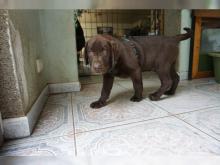 Puppies for sale labrador - Bulgaria, Sofia