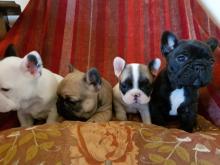 Puppies for sale french bulldog - Hungary, KecskemГ©t