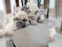 Puppies for sale french bulldog - Italy, Padua