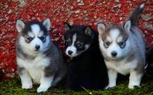 Puppies for sale haski - Canada, Ontario