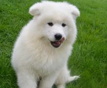 Puppies for sale samoyed dog (samoyed) - Estonia, Kohtla-Jarve