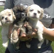 Puppies for sale , cockapoo - Poland, Wroclaw