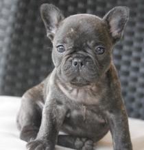 Puppies for sale french bulldog - Denmark, Kopenagen