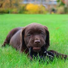 Puppies for sale labrador retriever - Denmark, Aarhus