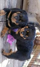 Puppies for sale rottweiler - Slovenia, Shabatts