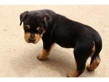 Puppies for sale rottweiler - Canada, Quebec