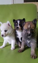 Puppies for sale haski - Canada, Ontario, Windsor