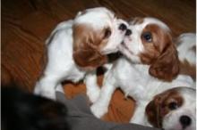 Puppies for sale king charles spaniel - Poland, Wroclaw