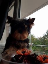 Puppies for sale yorkshire terrier - Denmark, Aarhus