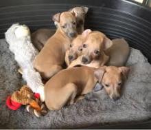 Puppies for sale italian greyhound - Germany, Bremen. Price 11 €