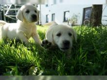 Puppies for sale labrador - Germany, Freiburg