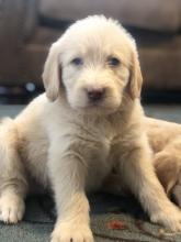 Puppies for sale , labrador - Turkmenistan, Ashgabat